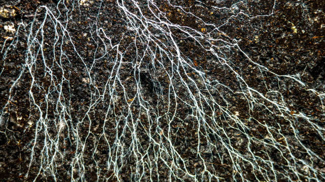 underground mycelium