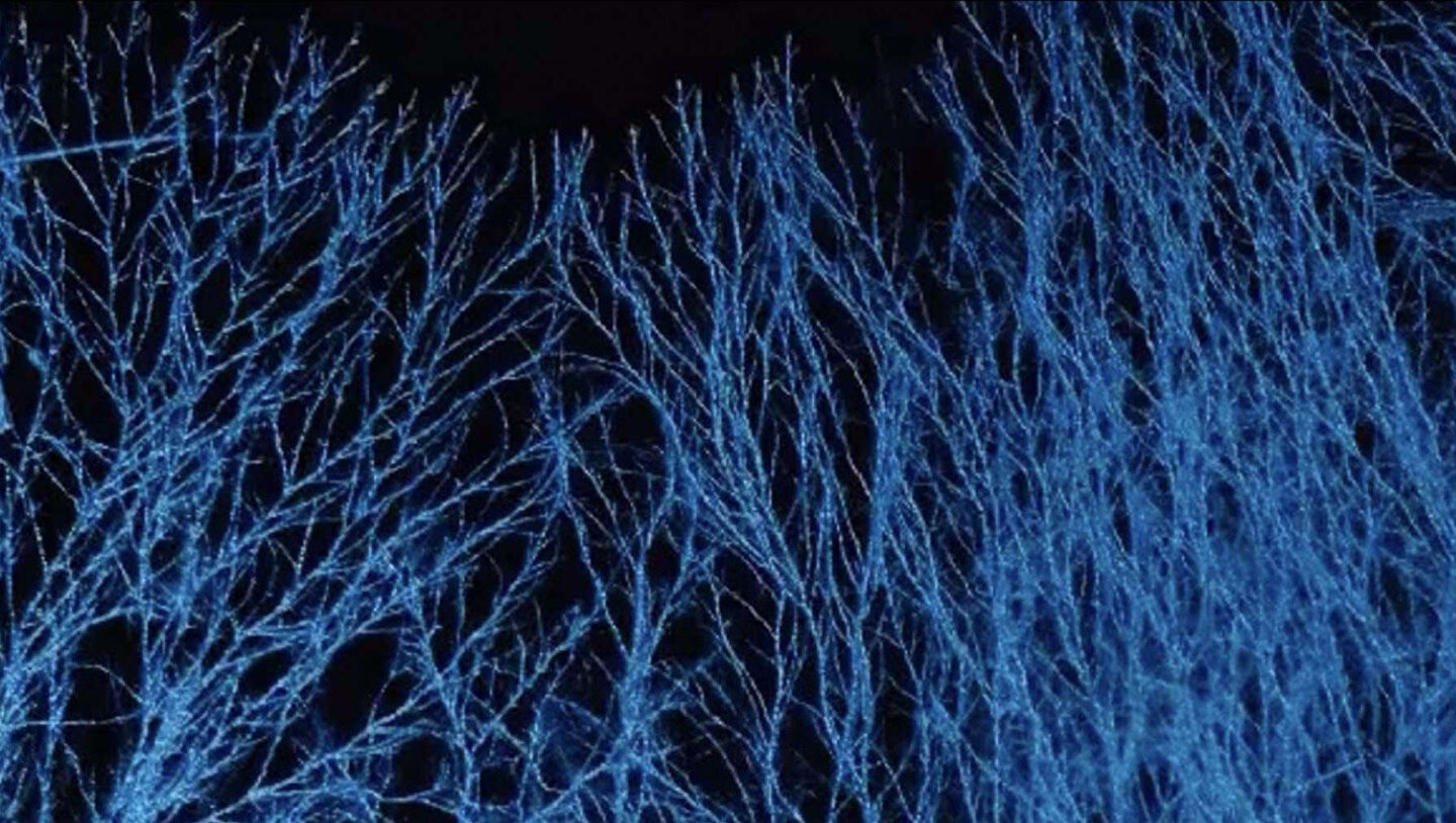 mycelium branches