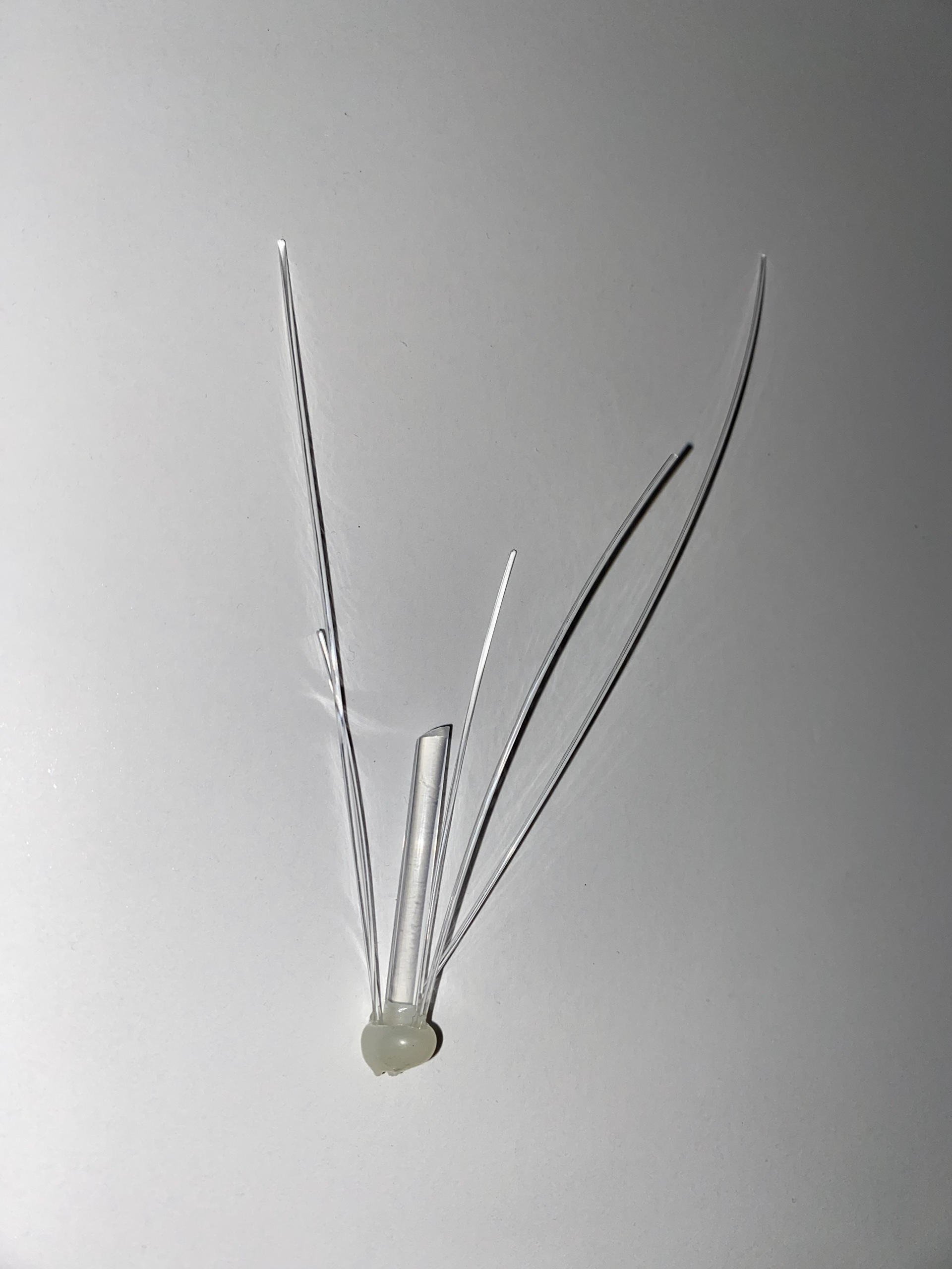 hyphae design