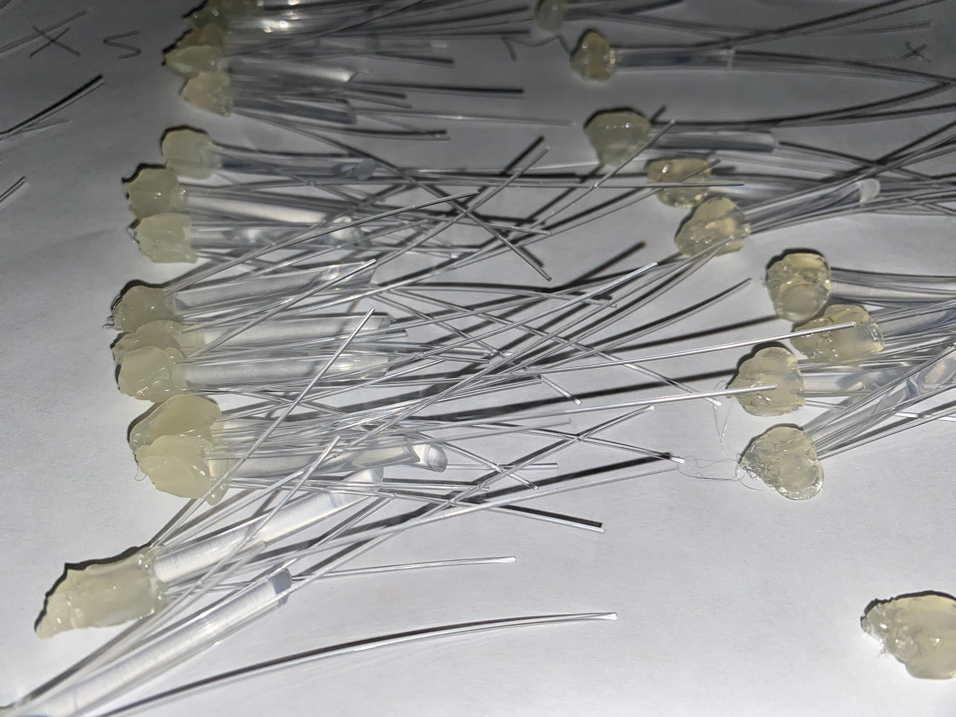 finished hyphaes (pre-attachment)